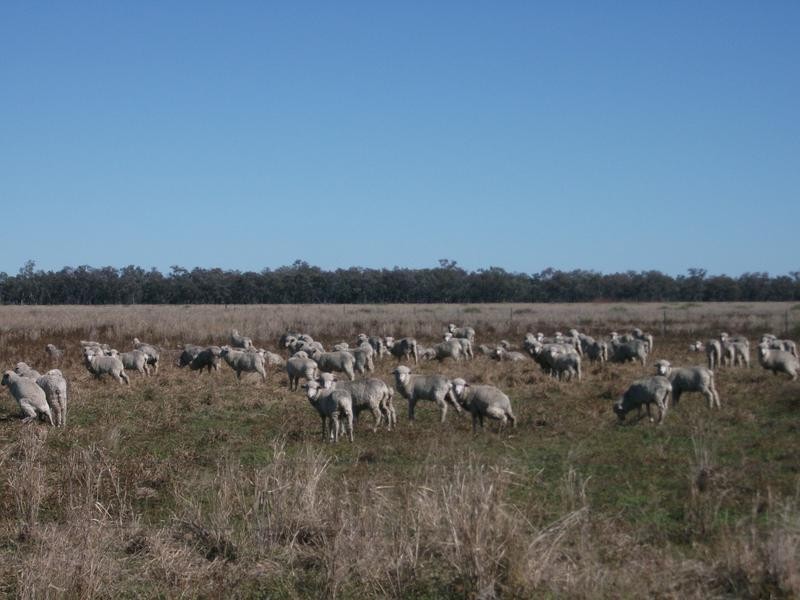 Goondiwindi QLD 4390