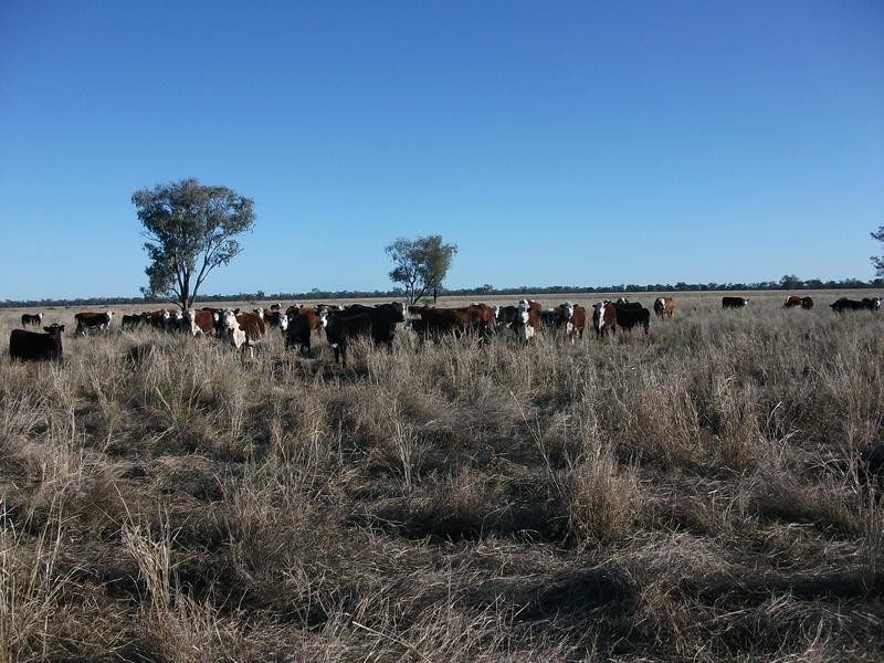 Goondiwindi QLD 4390
