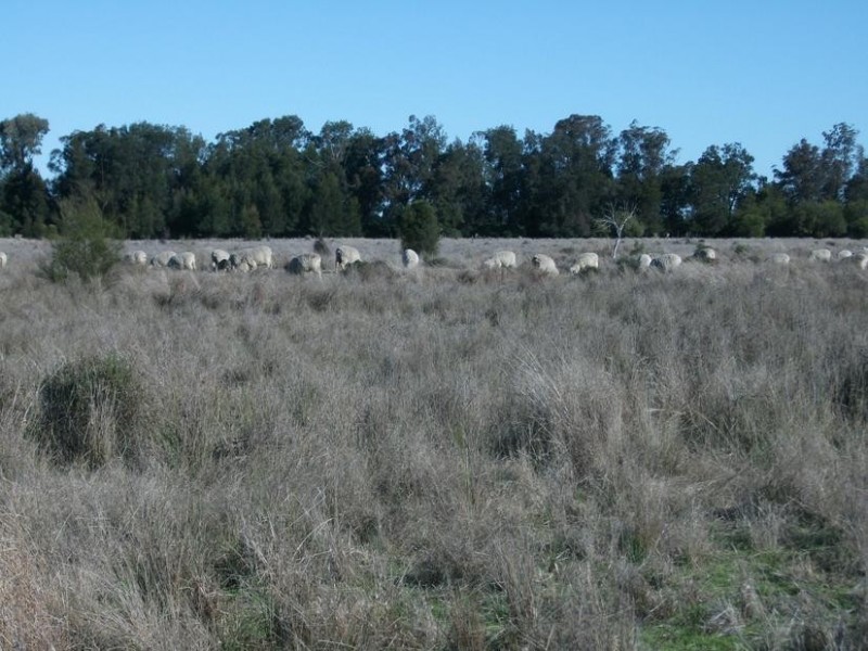 4 Kurumbul Rd, Yelarbon QLD 4388