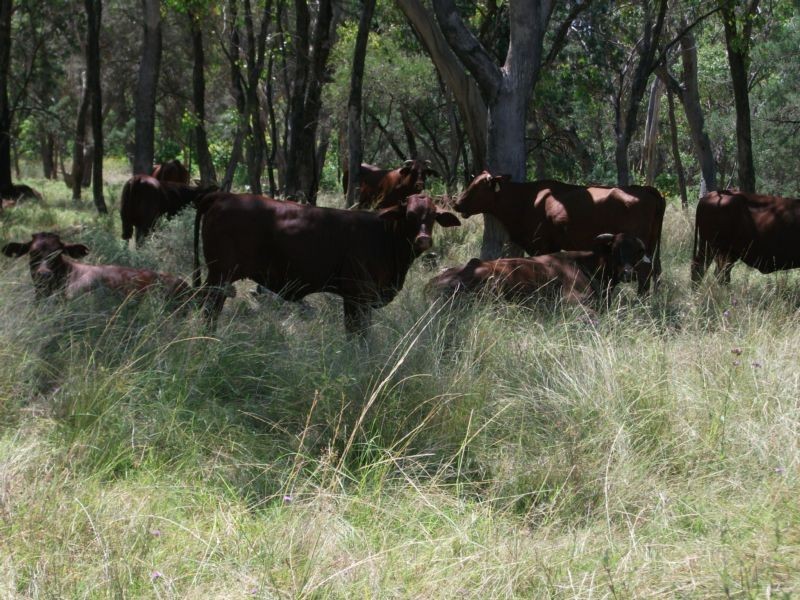 Goondiwindi QLD 4390