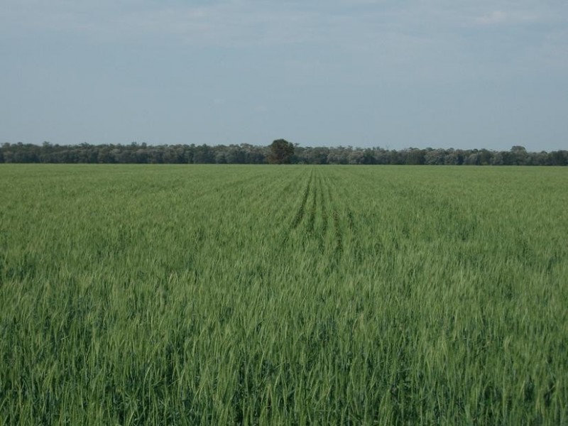 Goondiwindi QLD 4390