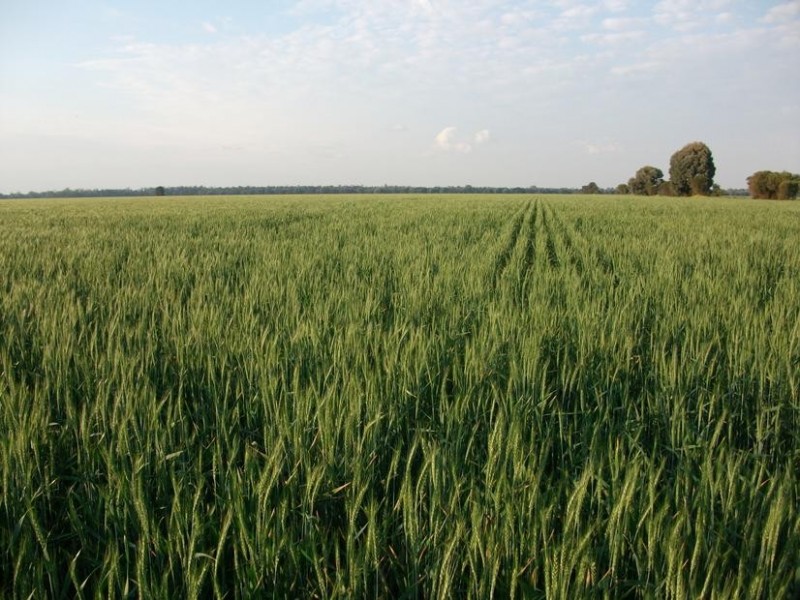 Goondiwindi QLD 4390