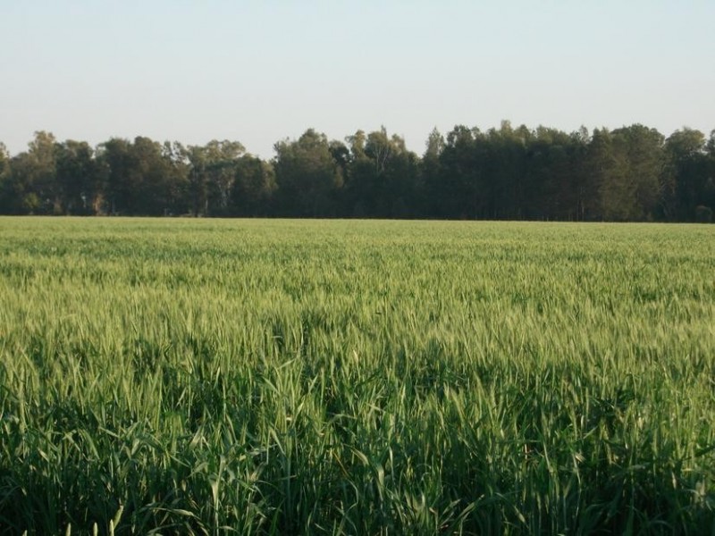 Goondiwindi QLD 4390