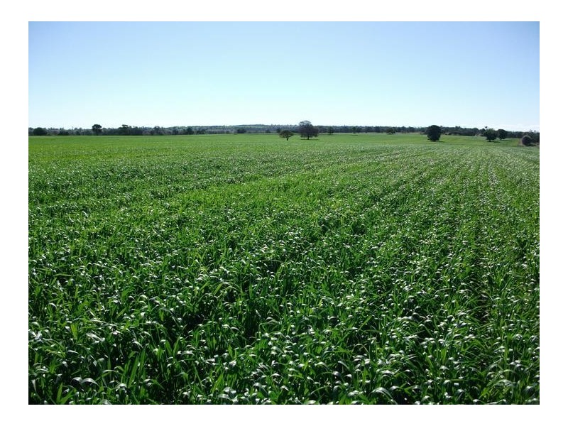 14 Warialda Rd, North Star NSW 2408