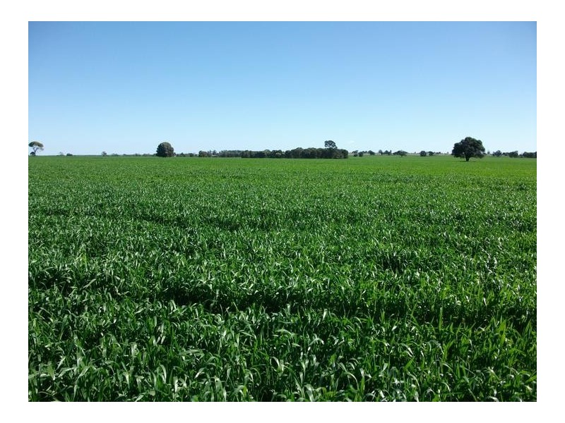 14 Warialda Rd, North Star NSW 2408