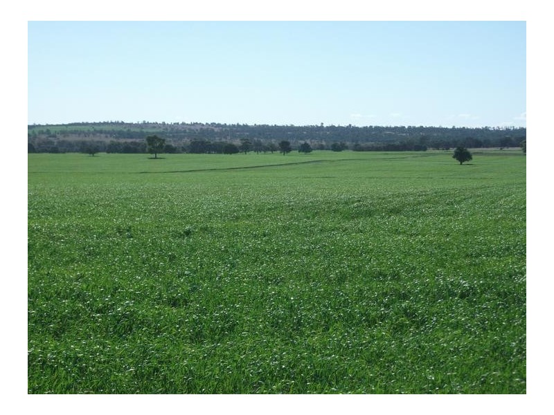 14 Warialda Rd, North Star NSW 2408