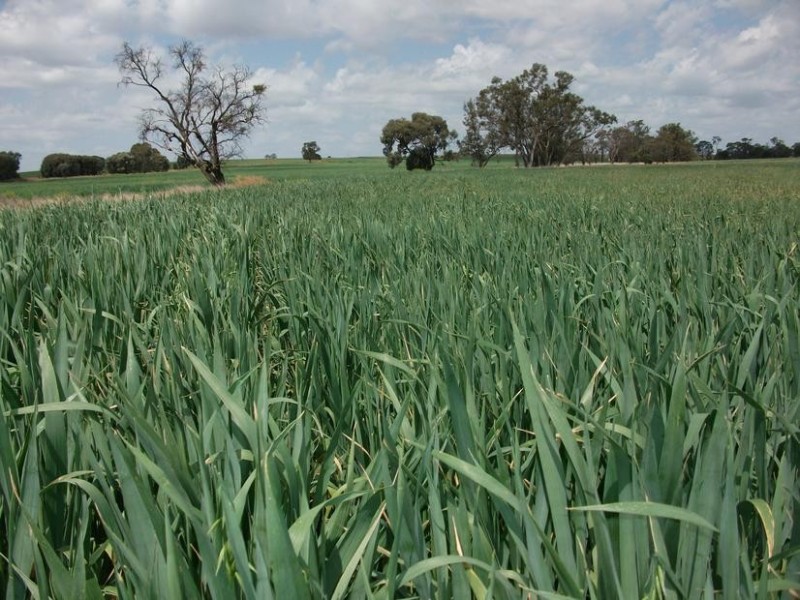 14 Warialda Rd, North Star NSW 2408