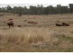 372 Bamblings Rd, Texas NSW 4385