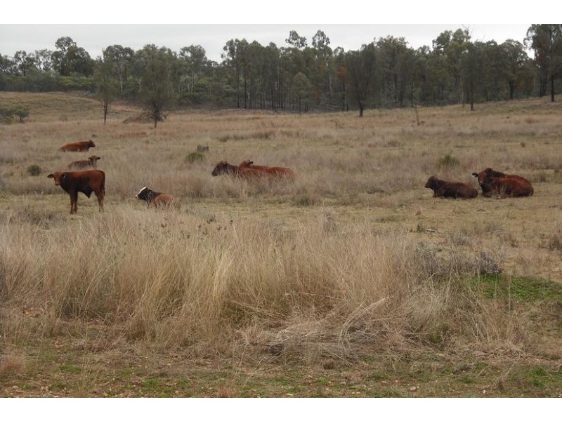 372 Bamblings Rd, Texas NSW 4385