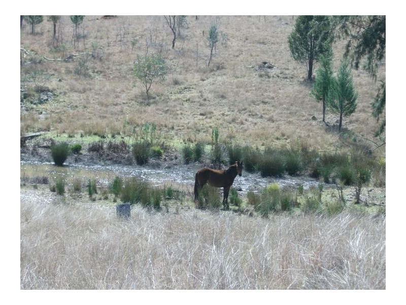 5 Rayners Rd, Texas NSW 4385