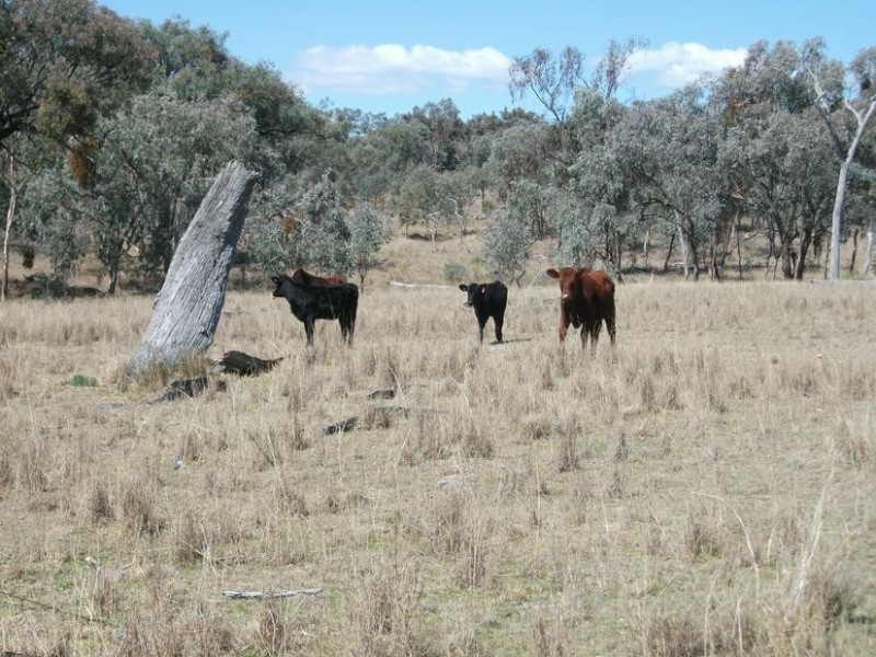 5 Rayners Rd, Texas NSW 4385