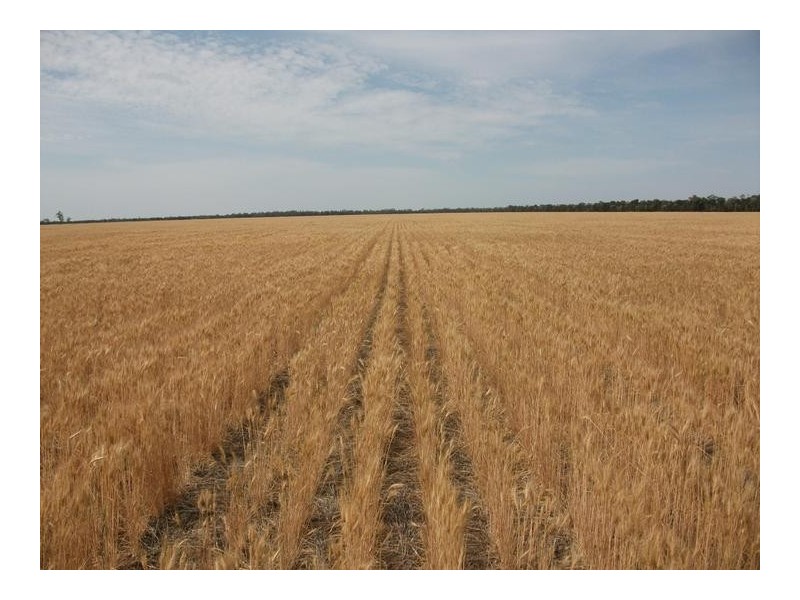 Cunningham Hwy, Goondiwindi QLD 4390