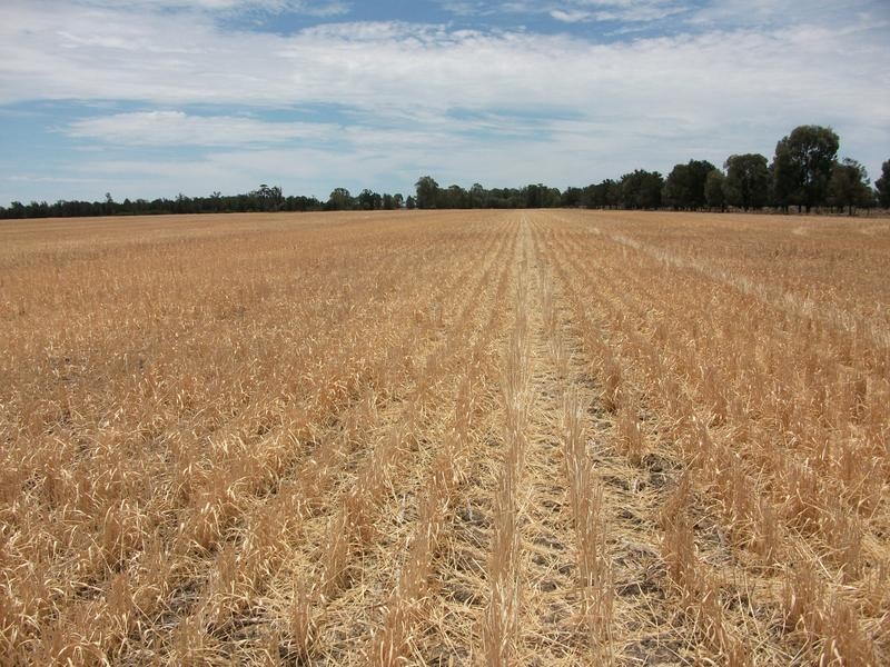 Cunningham Hwy, Goondiwindi QLD 4390