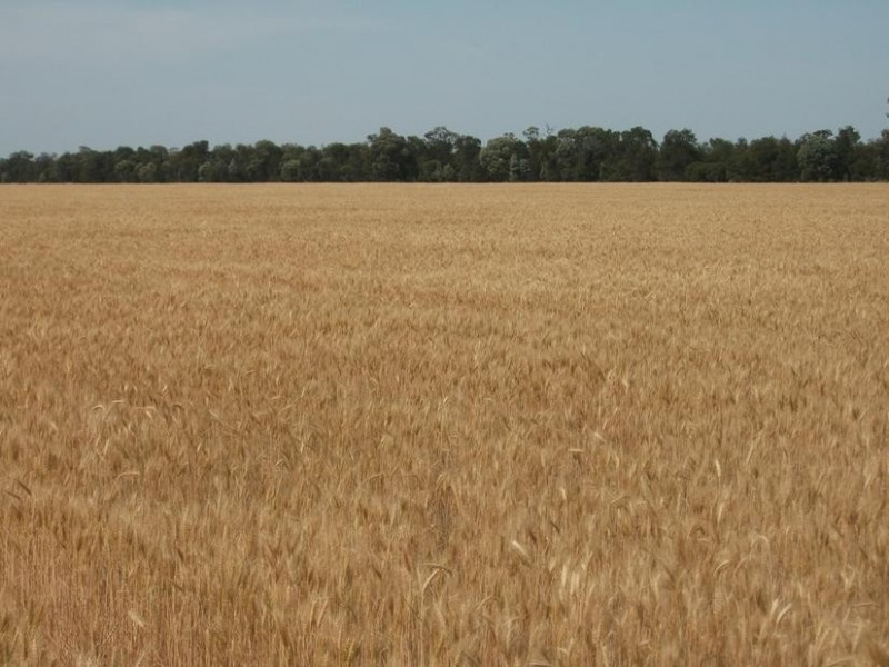 Cunningham Hwy, Goondiwindi QLD 4390