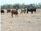 Cunningham Hwy, Goondiwindi QLD 4390
