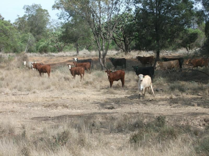 Cunningham Hwy, Goondiwindi QLD 4390