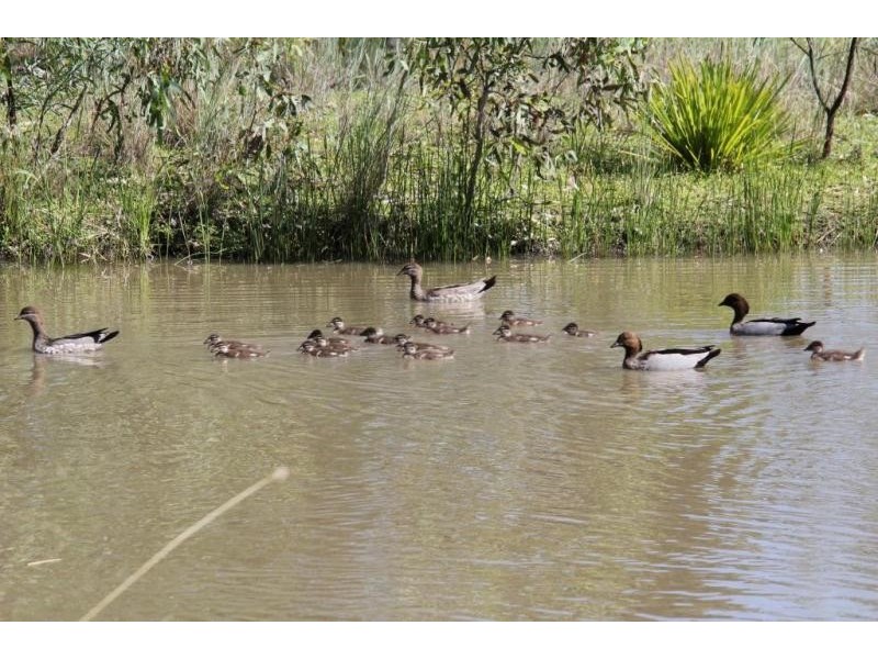 Goondiwindi QLD 4390