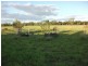 16 Glenoak Rd, Goondiwindi QLD 4390