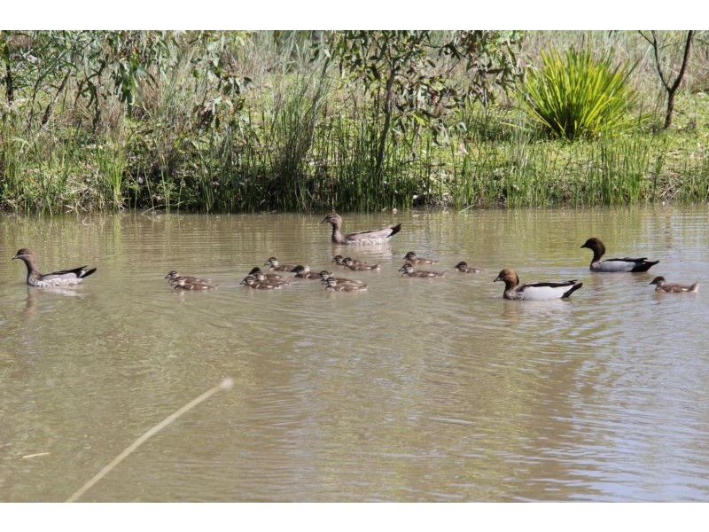 Goondiwindi QLD 4390