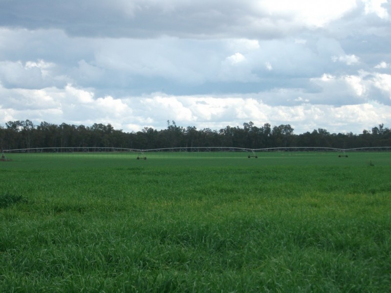 4549 Texas – Yelarbon Road, Yelarbon QLD 4388