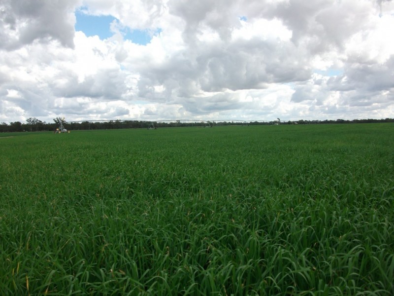 4549 Texas – Yelarbon Road, Yelarbon QLD 4388