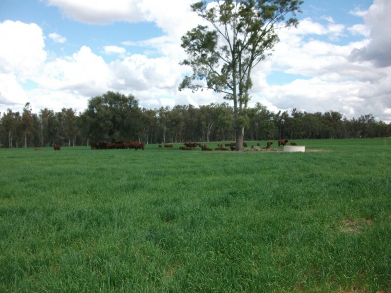 4549 Texas – Yelarbon Road, Yelarbon QLD 4388