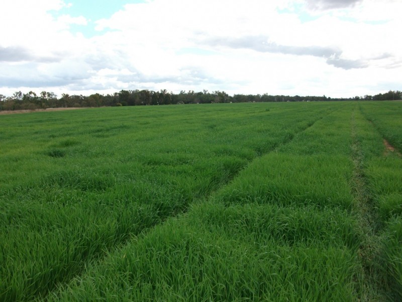 4549 Texas – Yelarbon Road, Yelarbon QLD 4388