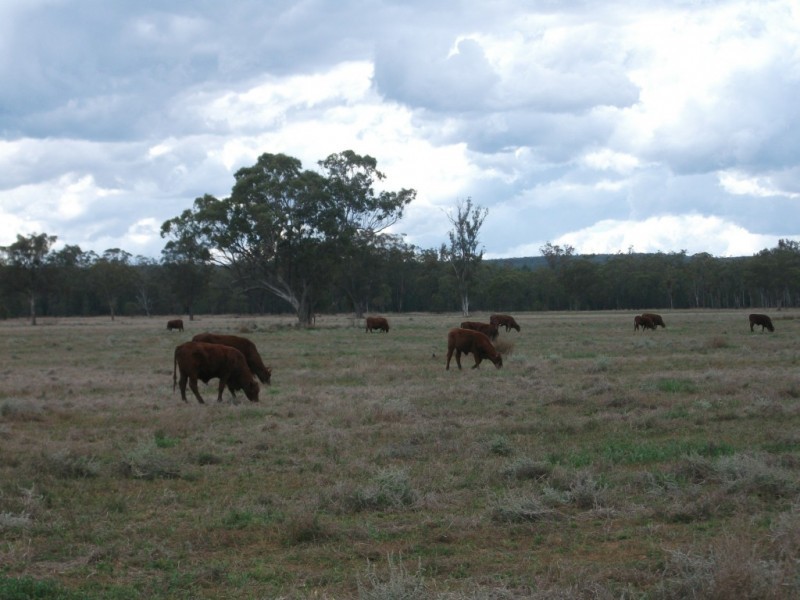 4549 Texas – Yelarbon Road, Yelarbon QLD 4388