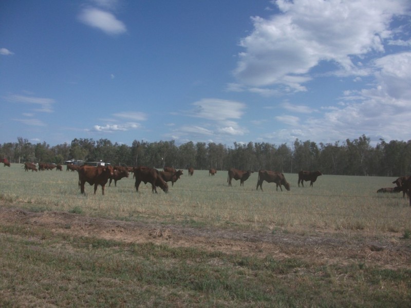 4549 Texas – Yelarbon Road, Yelarbon QLD 4388