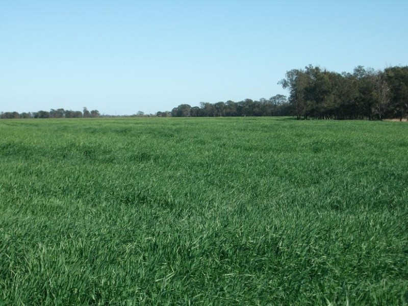 Goondiwindi QLD 4390