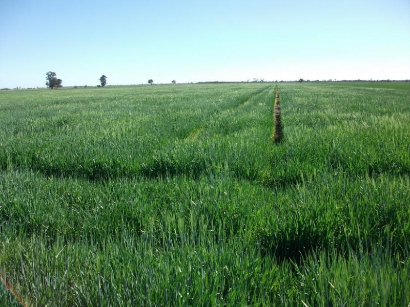 Goondiwindi QLD 4390