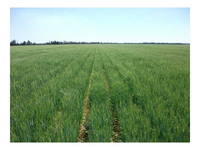 1679 Minnel Rd, Goondiwindi QLD 4390