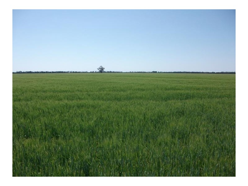 1679 Minnel Rd, Goondiwindi QLD 4390