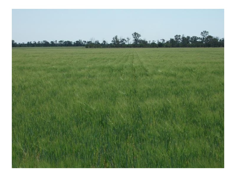 1679 Minnel Rd, Goondiwindi QLD 4390