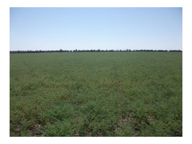 1679 Minnel Rd, Goondiwindi QLD 4390