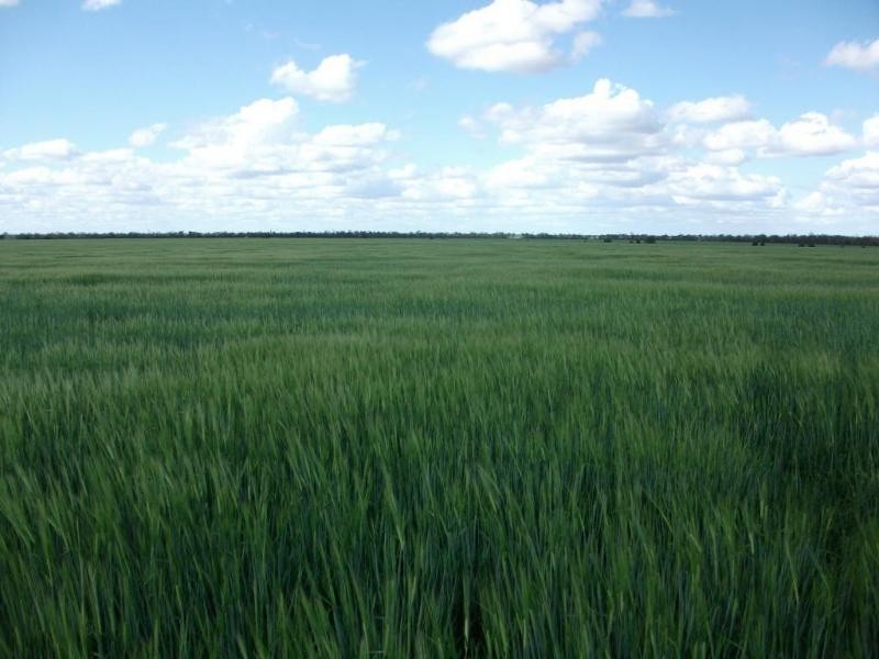 924 Scotts Rd, North Star NSW 2408