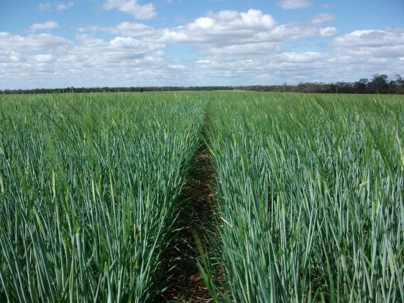 924 Scotts Rd, North Star NSW 2408