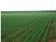 924 Scotts Rd, North Star NSW 2408