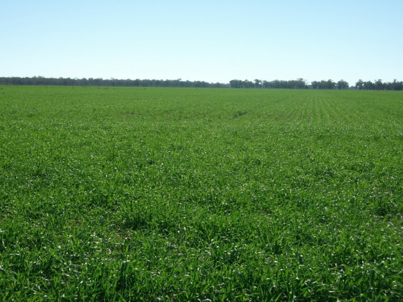 365 Avondale rd, Boggabilla NSW 2409