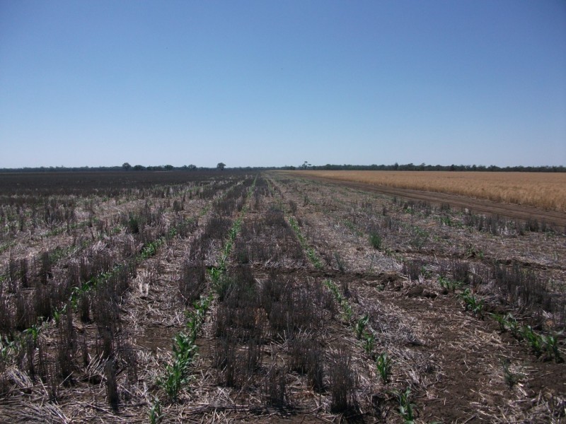 365 Avondale rd, Boggabilla NSW 2409