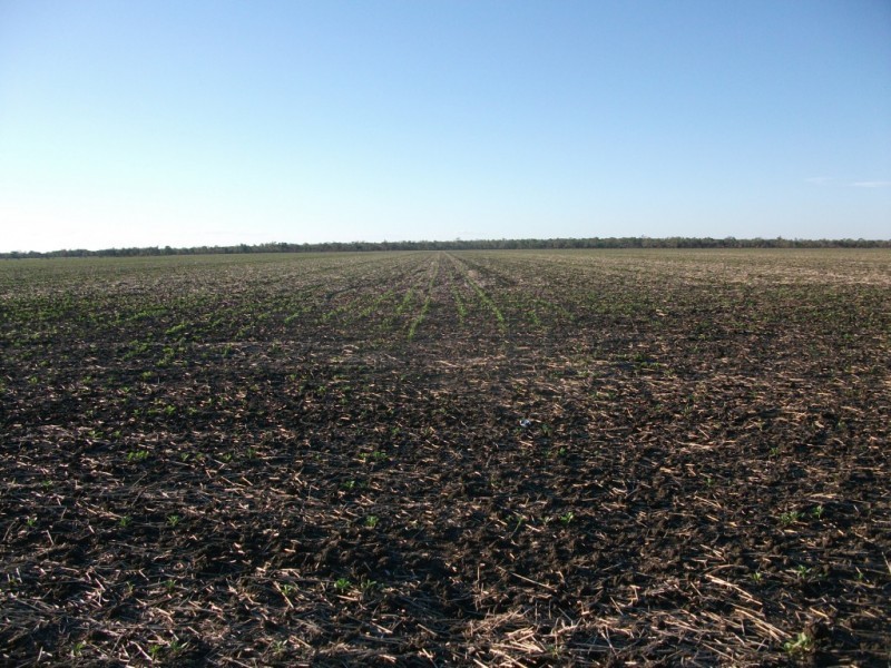 365 Avondale rd, Boggabilla NSW 2409