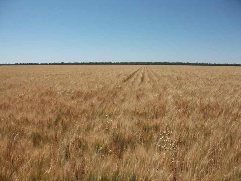 365 Avondale rd, Boggabilla NSW 2409