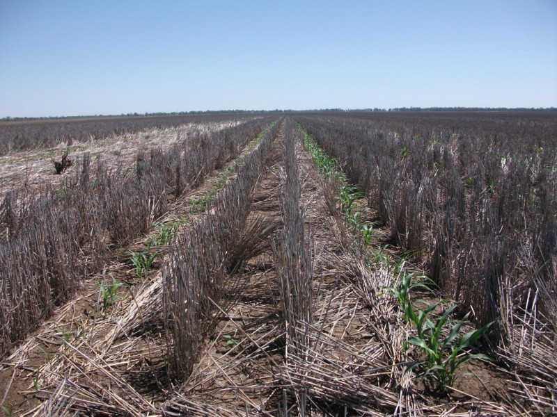 365 Avondale rd, Boggabilla NSW 2409