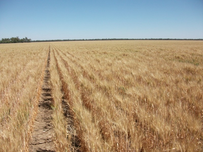 365 Avondale rd, Boggabilla NSW 2409