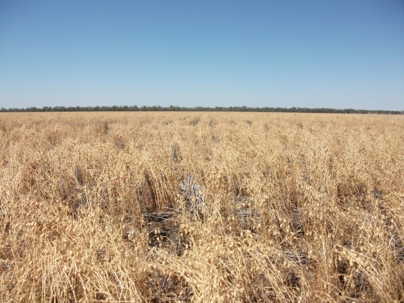 365 Avondale rd, Boggabilla NSW 2409