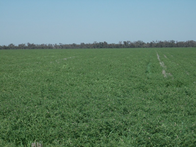 365 Avondale rd, Boggabilla NSW 2409