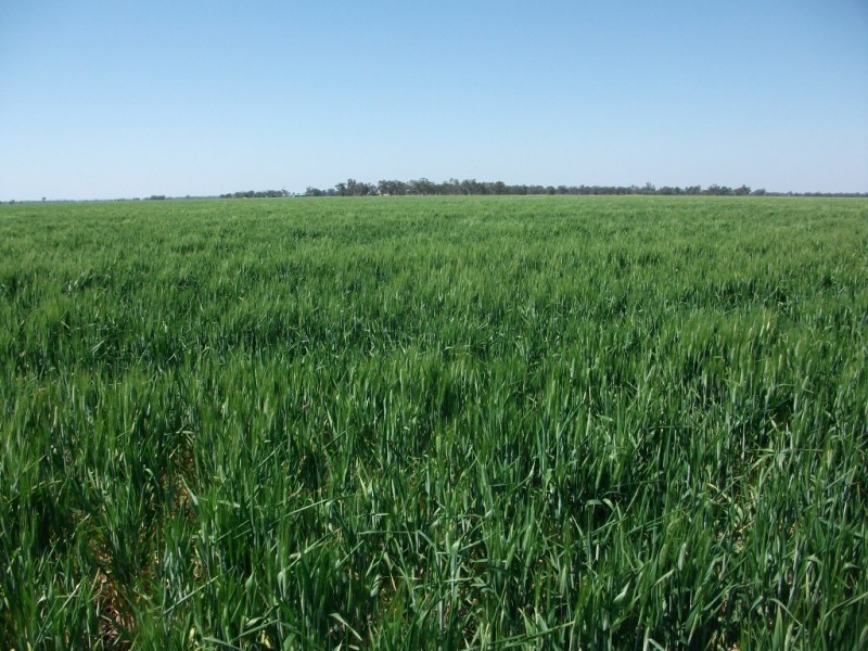 365 Avondale rd, Boggabilla NSW 2409