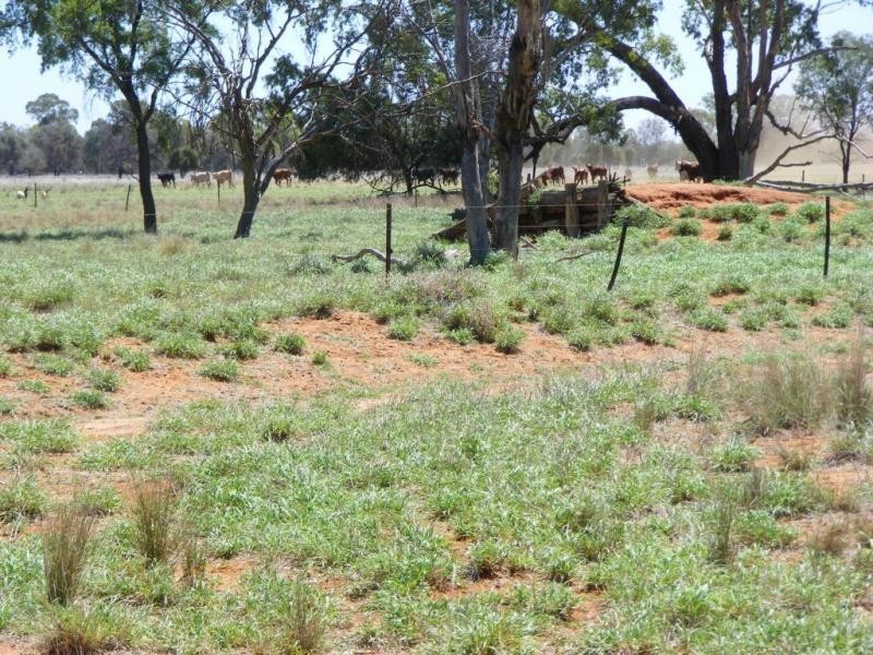 4370 Balonne Hwy, St George QLD 4487