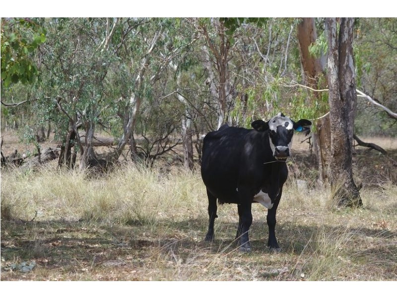 3770 Dalby – Cecil Plains Rd, Cecil Plains QLD 4407