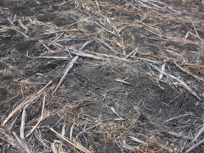 80 Cosgroves Rd, St Ruth QLD 4405